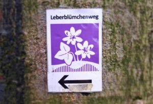 Read more about the article Leberblümchenweg Steinhagen 23.03.24