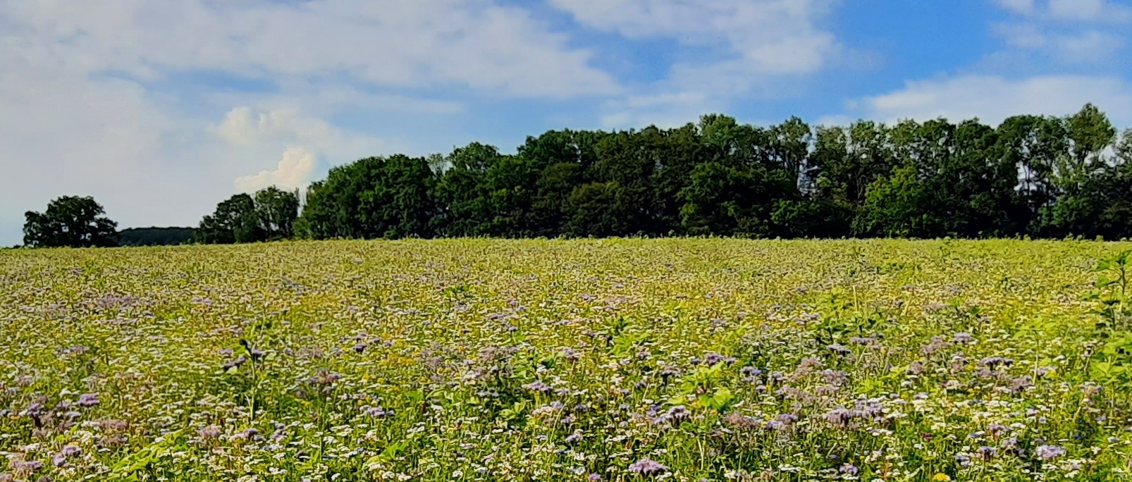 You are currently viewing Sommerpatt Wanderung